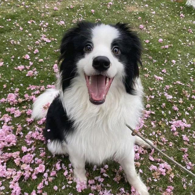 多多边牧