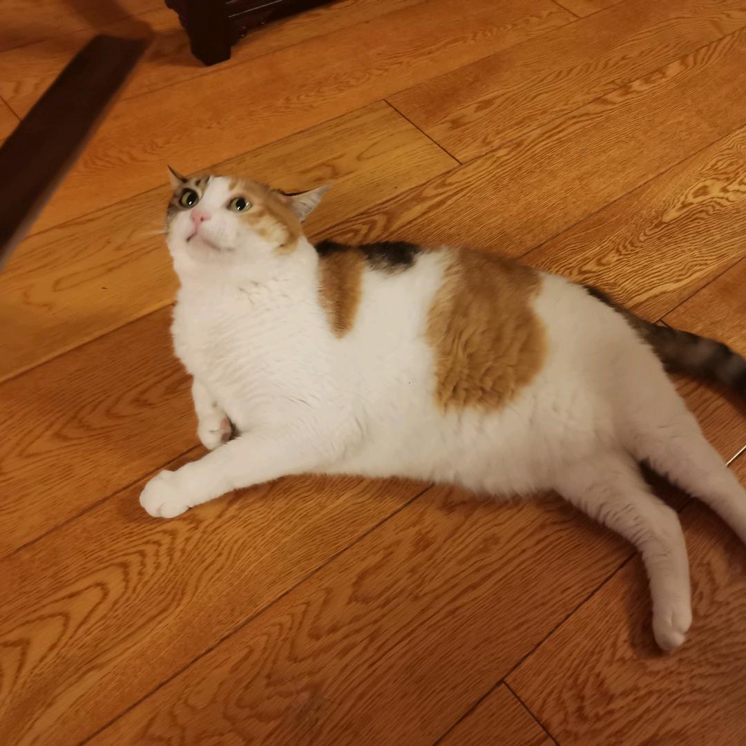 jojo