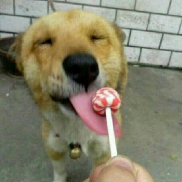 请小狗吃棒棒糖