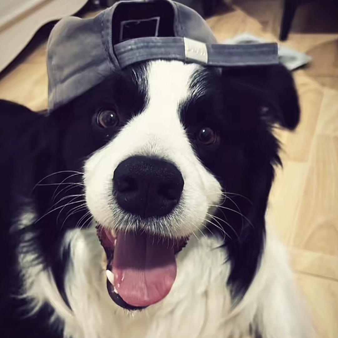 芽土豆🐄