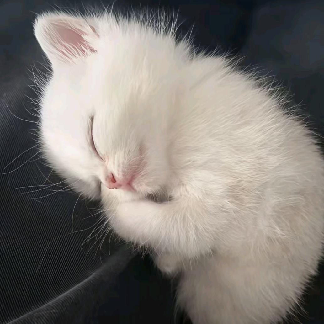 我被猫咪迷晕的那个夜晚