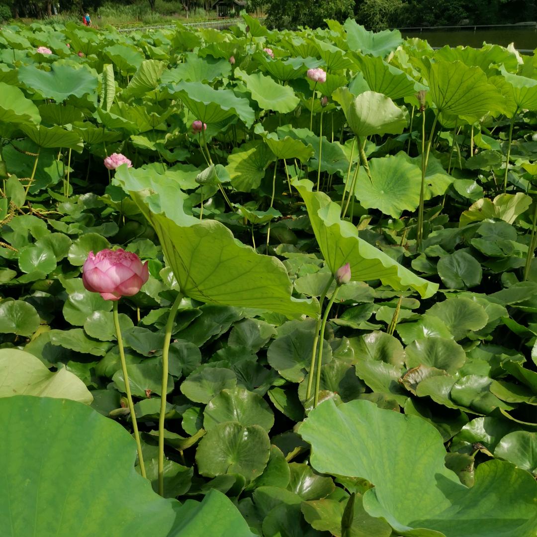 了明