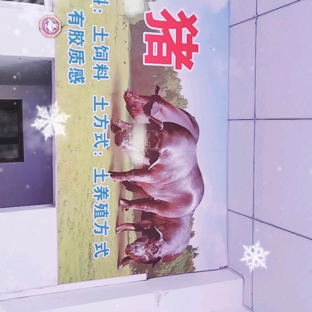 小人物，小把气
