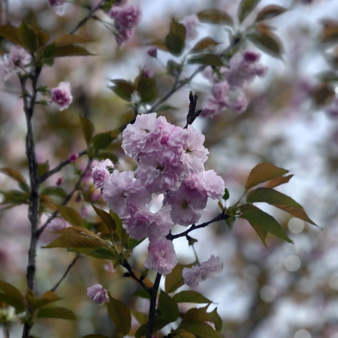 秋芷楠枫