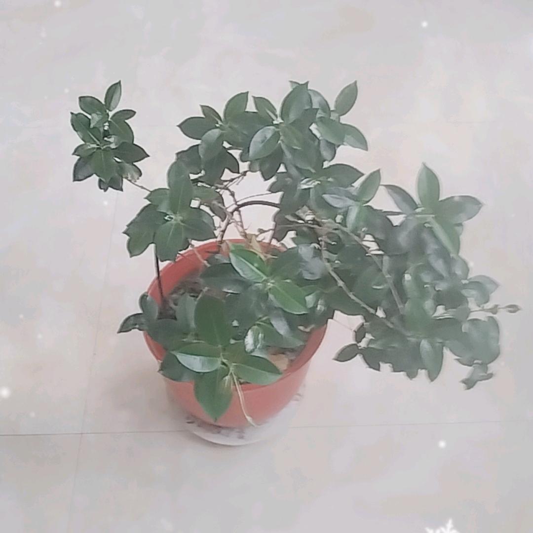 一生无悔