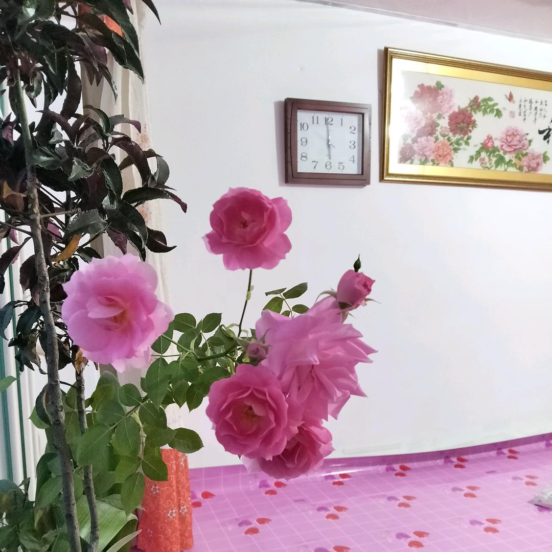 如果🈶从来