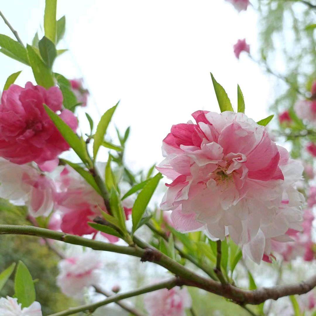 人淡如菊