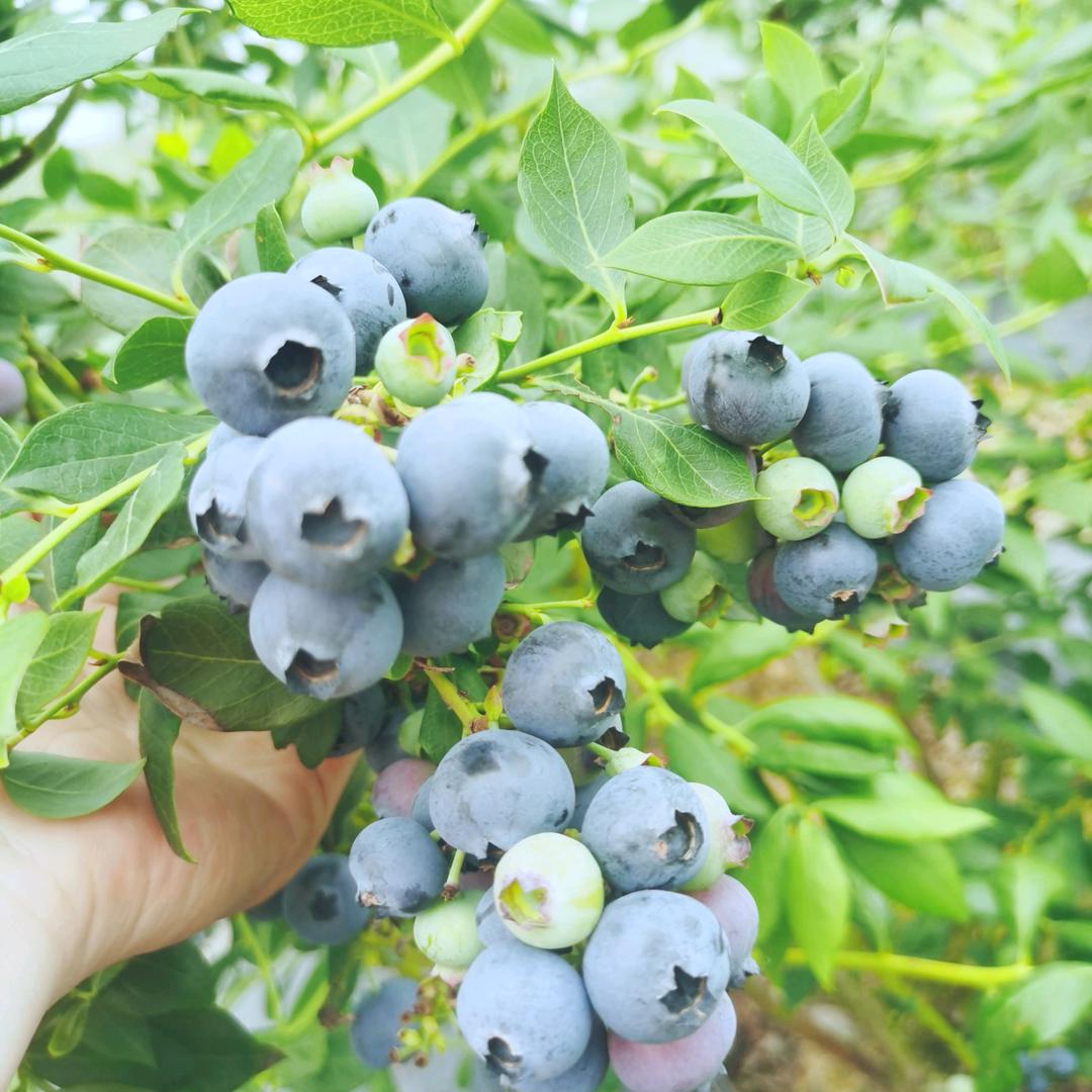 艺开蓝莓