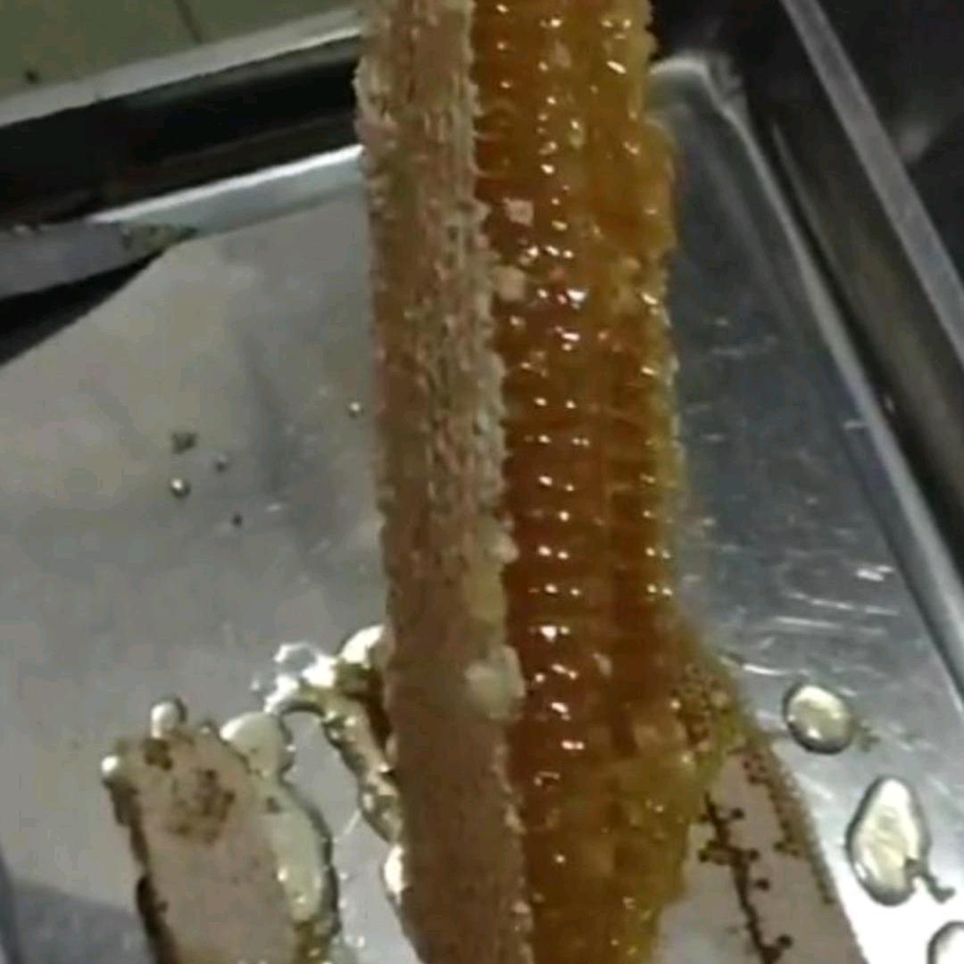 毛毛探蜜中蜂