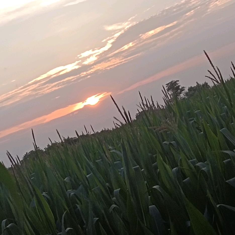 红心火龙果