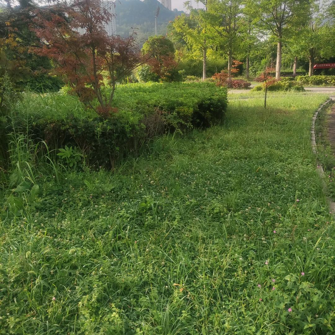 心想事成一汪