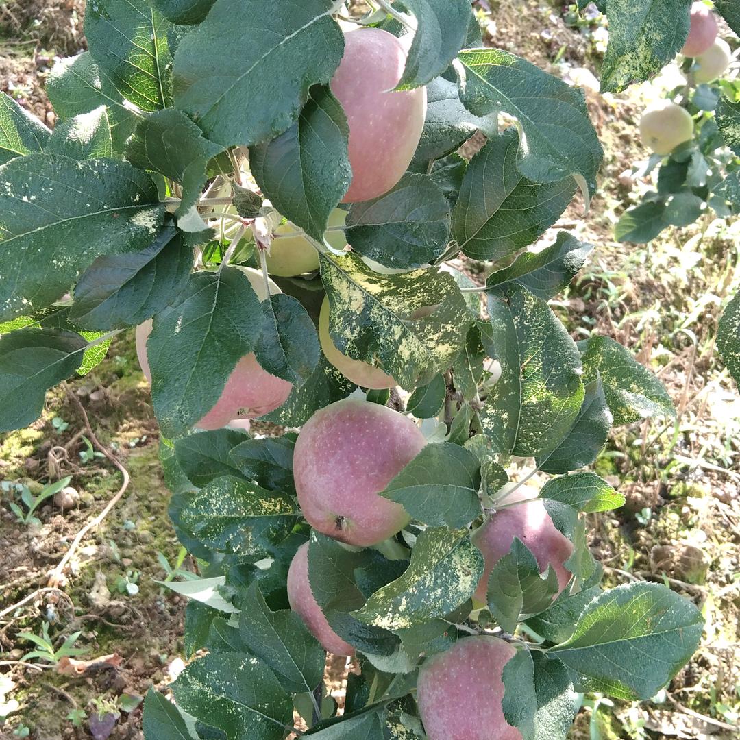 《昭通苹果代理代发有喜欢电话