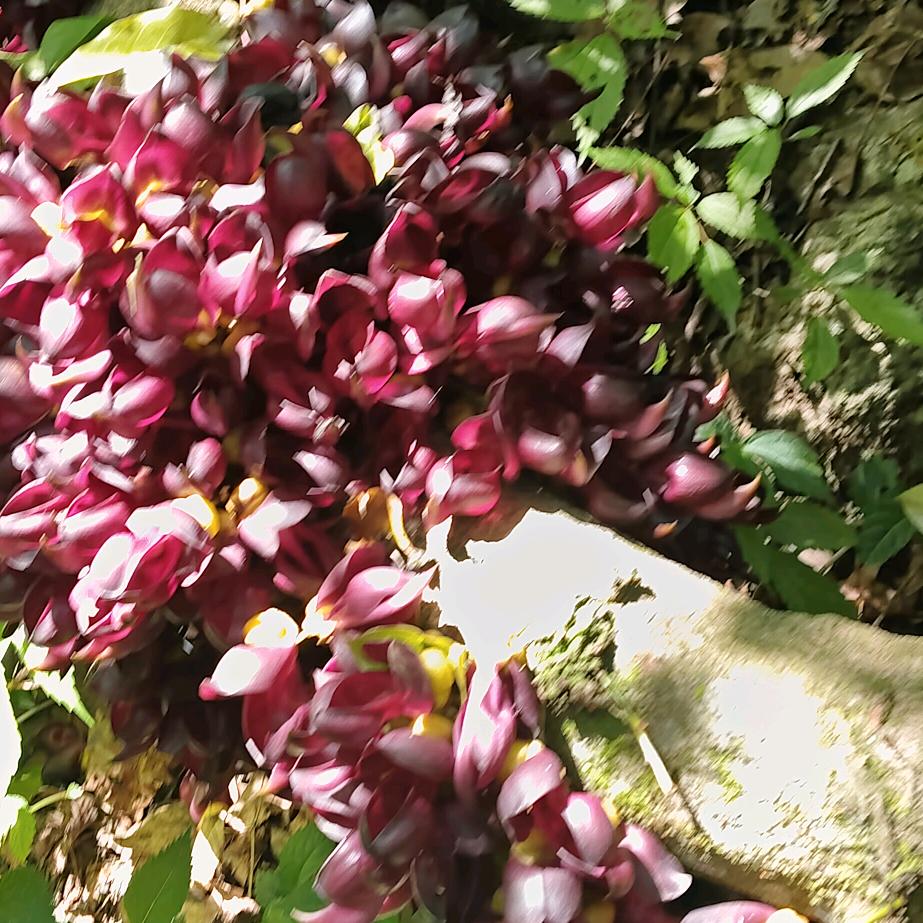 一见凤姐🌷🌷🌷🍎🍎🍎