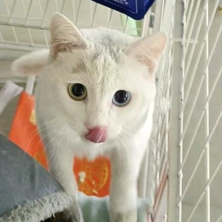 性感大母猴