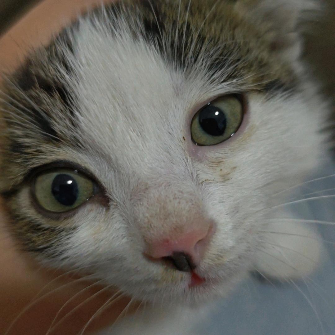 猫丢了