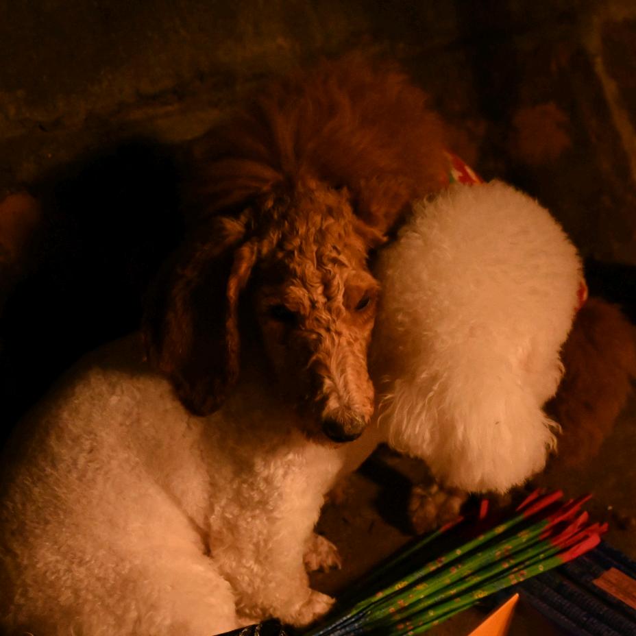 送你一支白玫瑰