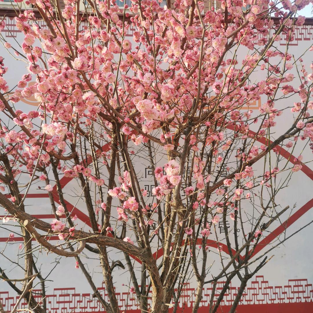 小说连播
