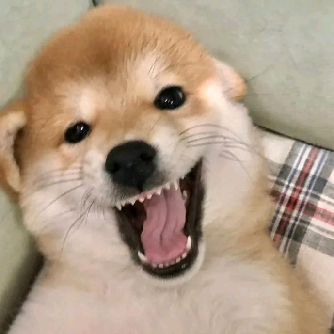 Y条缺氧的鱼