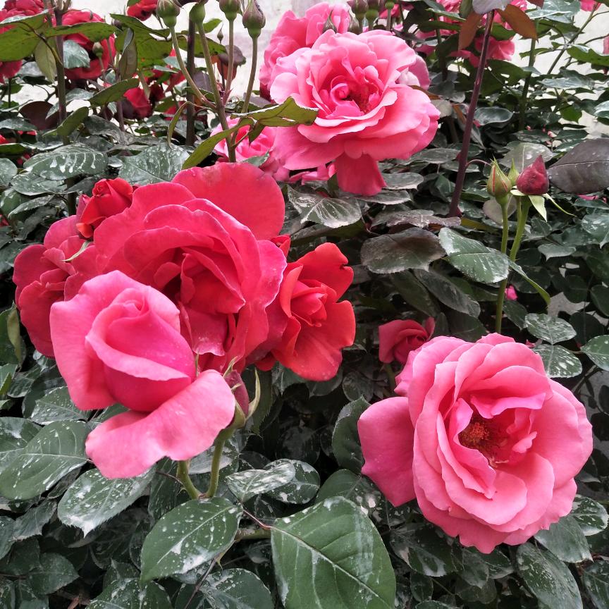 小花
