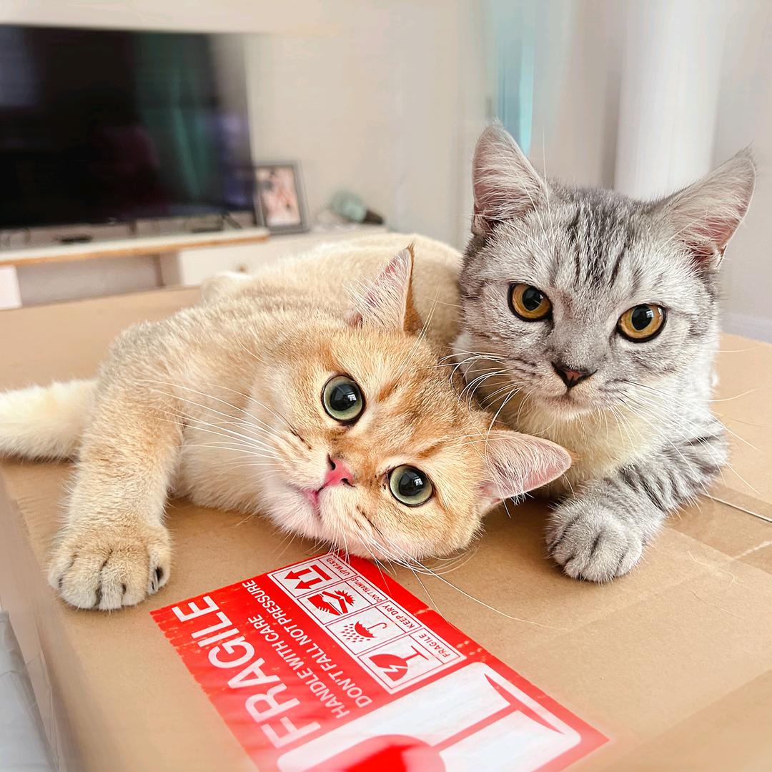 🐱两只小喵喵🐱