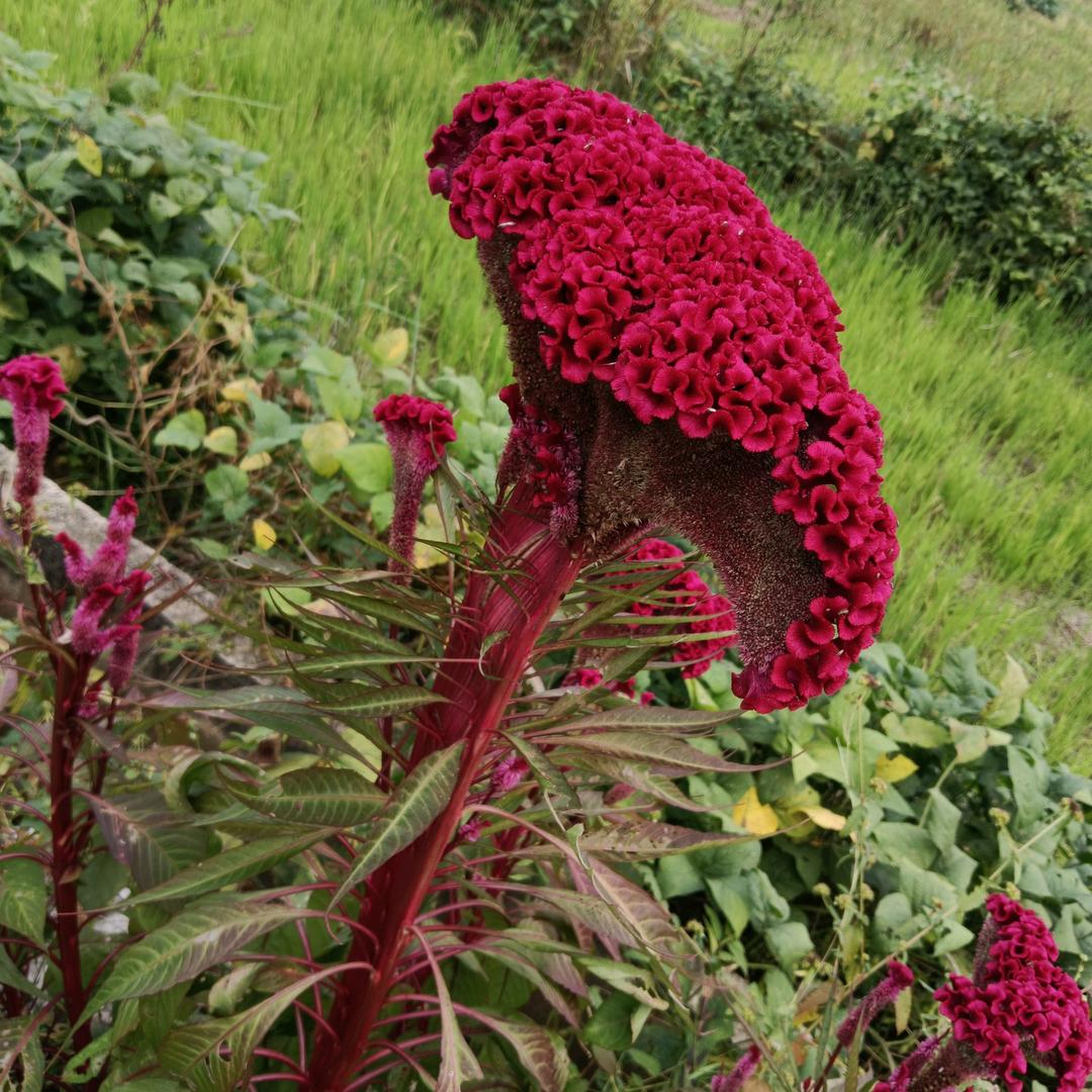 💐吉祥💐如意💐发