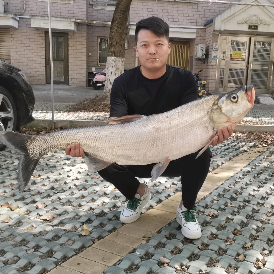 海东青