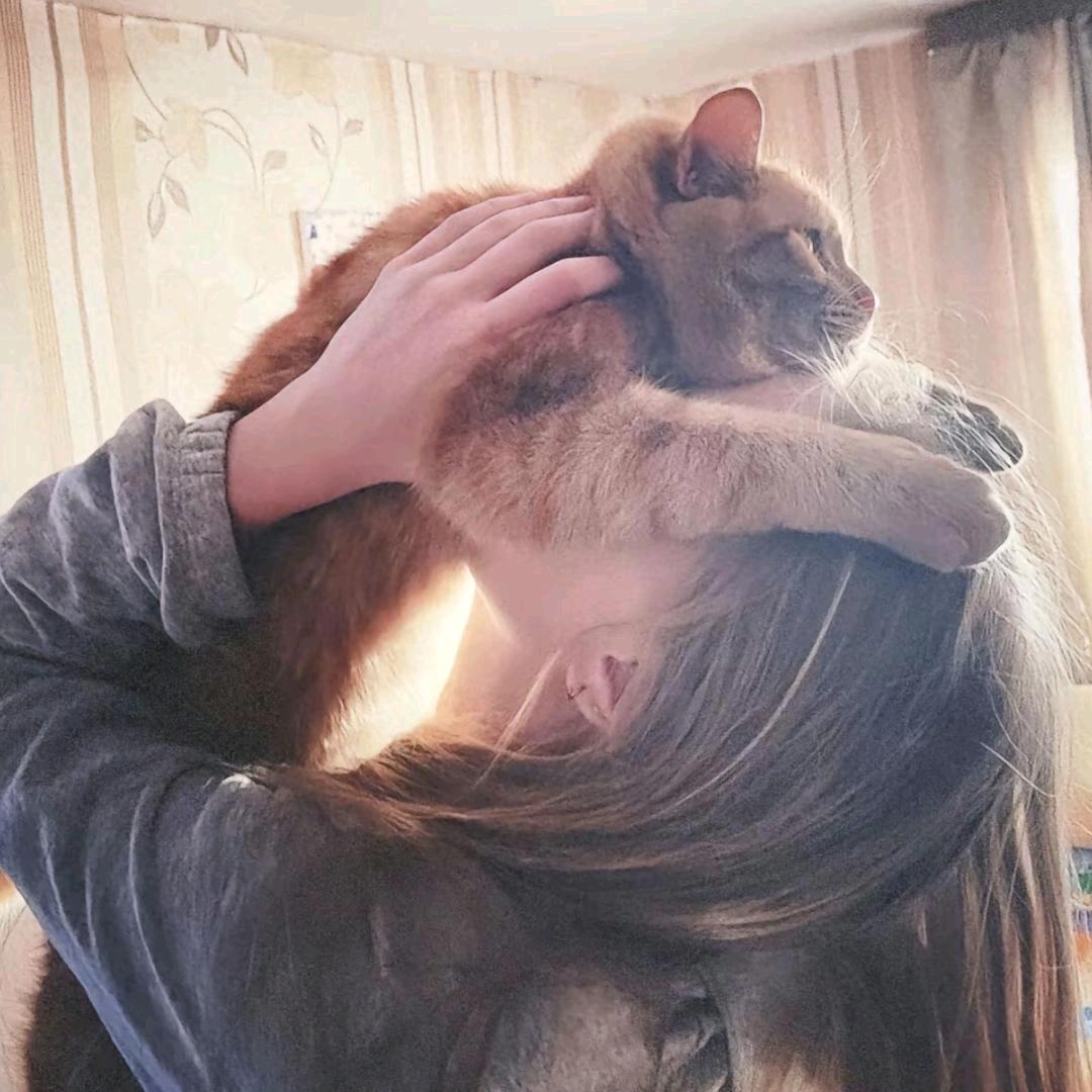 有一只猫