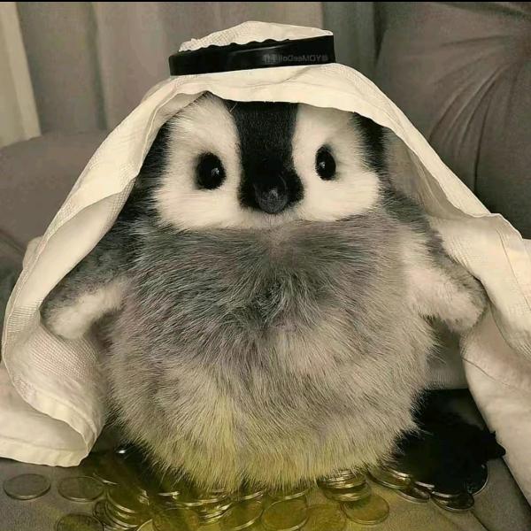 ゞ凉白开
