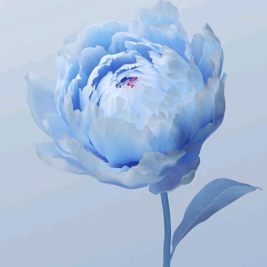 花花爱运动