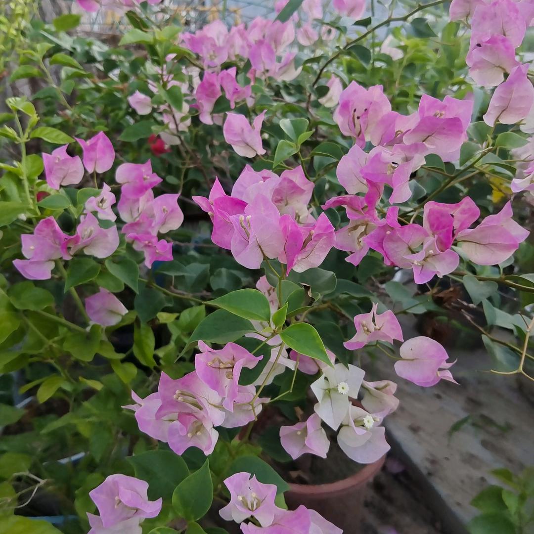 余生随心🌺🌺🌺
