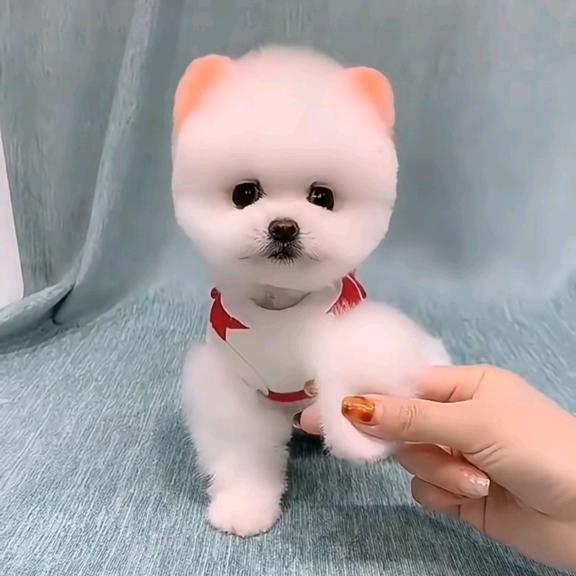 百乐矫翁香