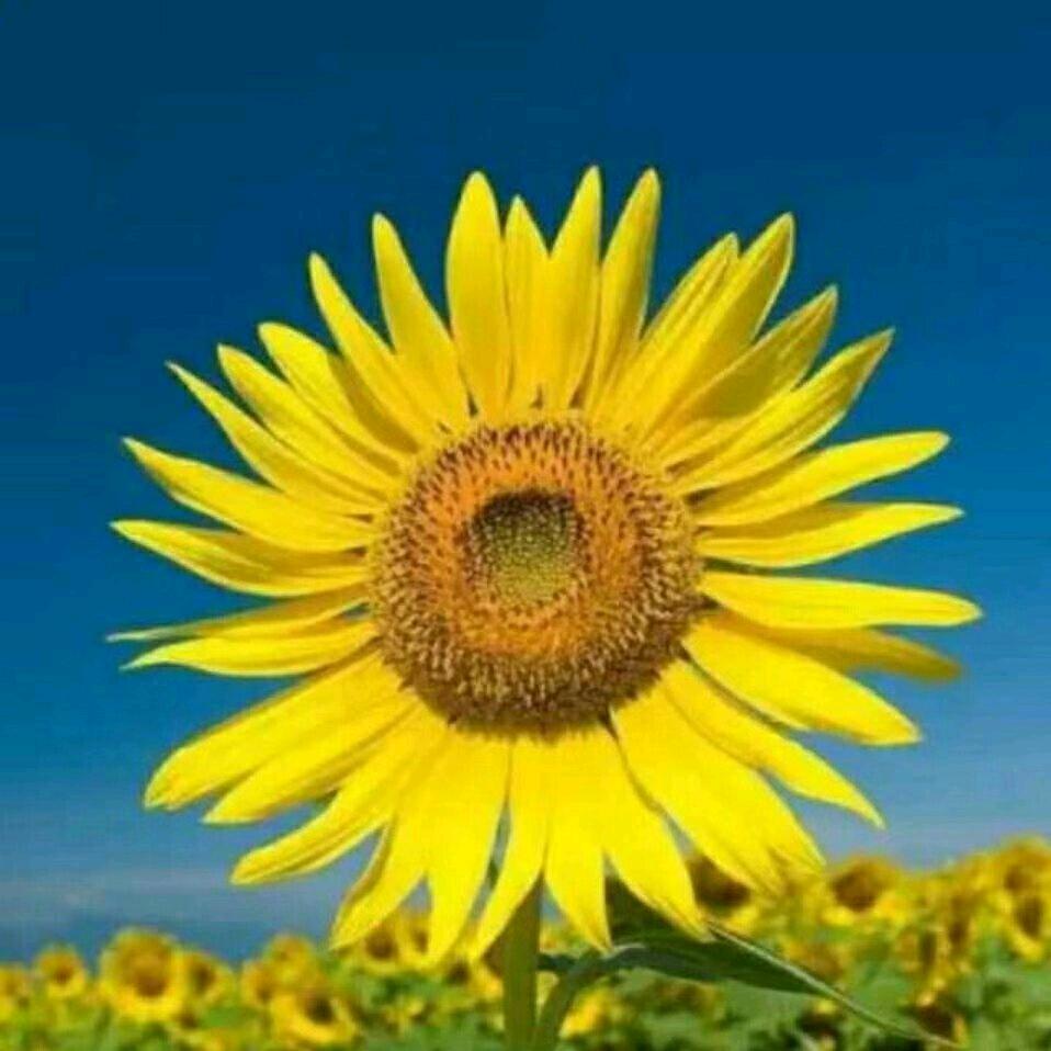 冰山一角的向阳花