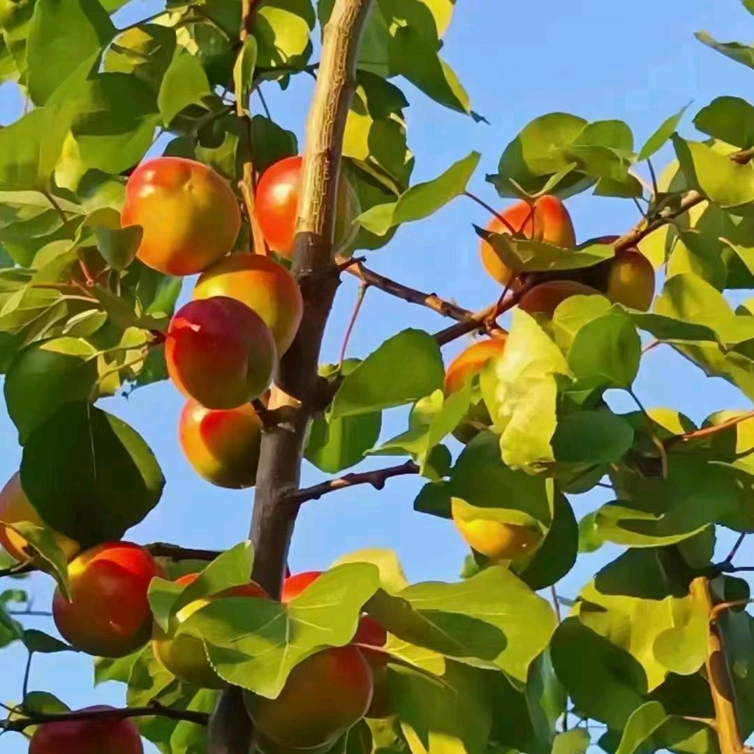 彭阳红梅杏直销