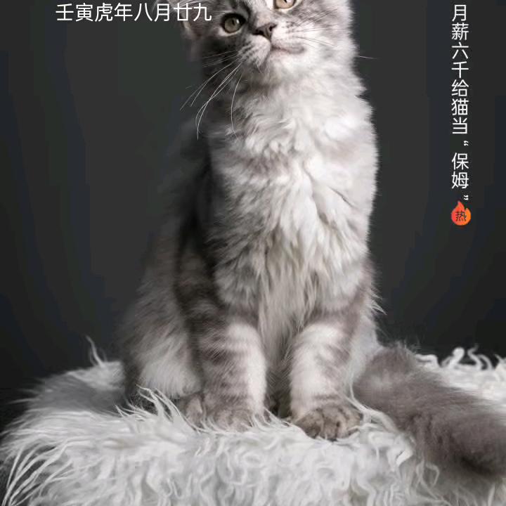 邰哥