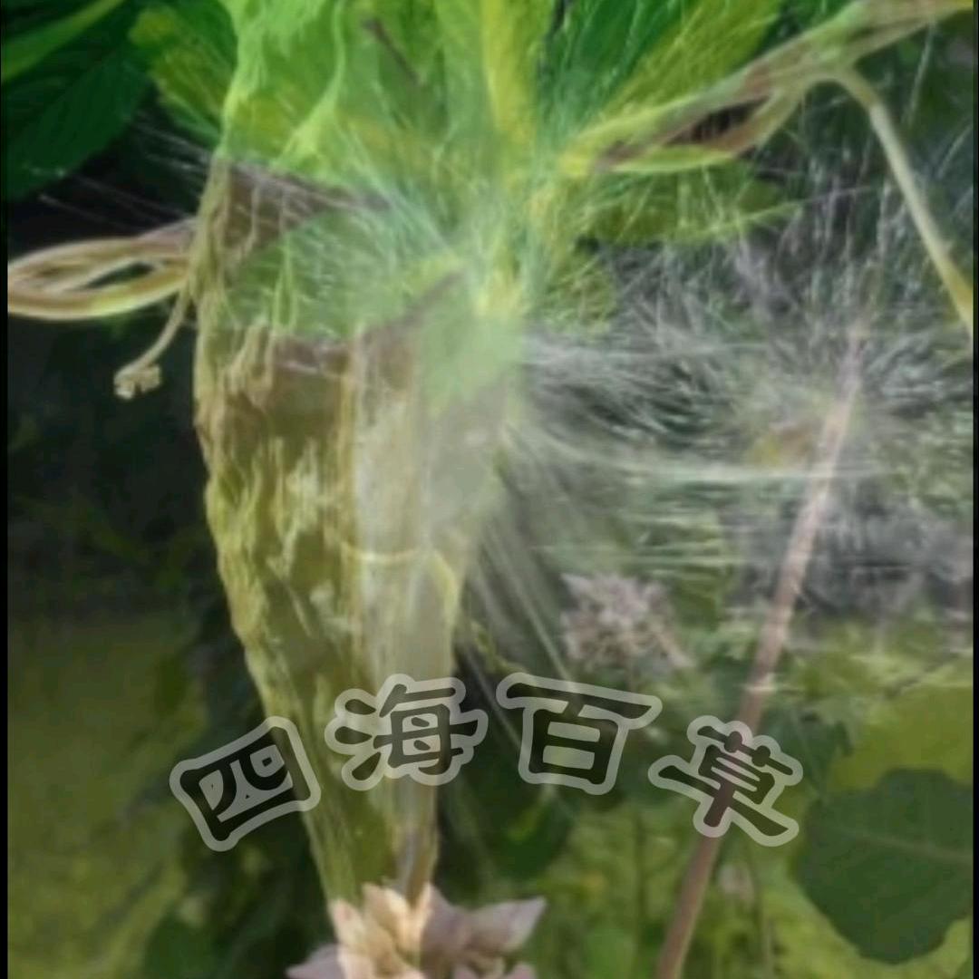 四海百草