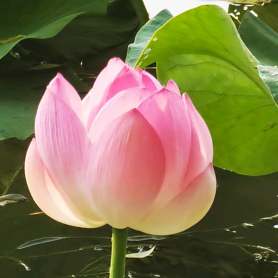 来好运