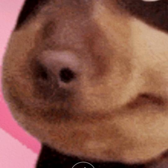 婀娜多姿李叫兽