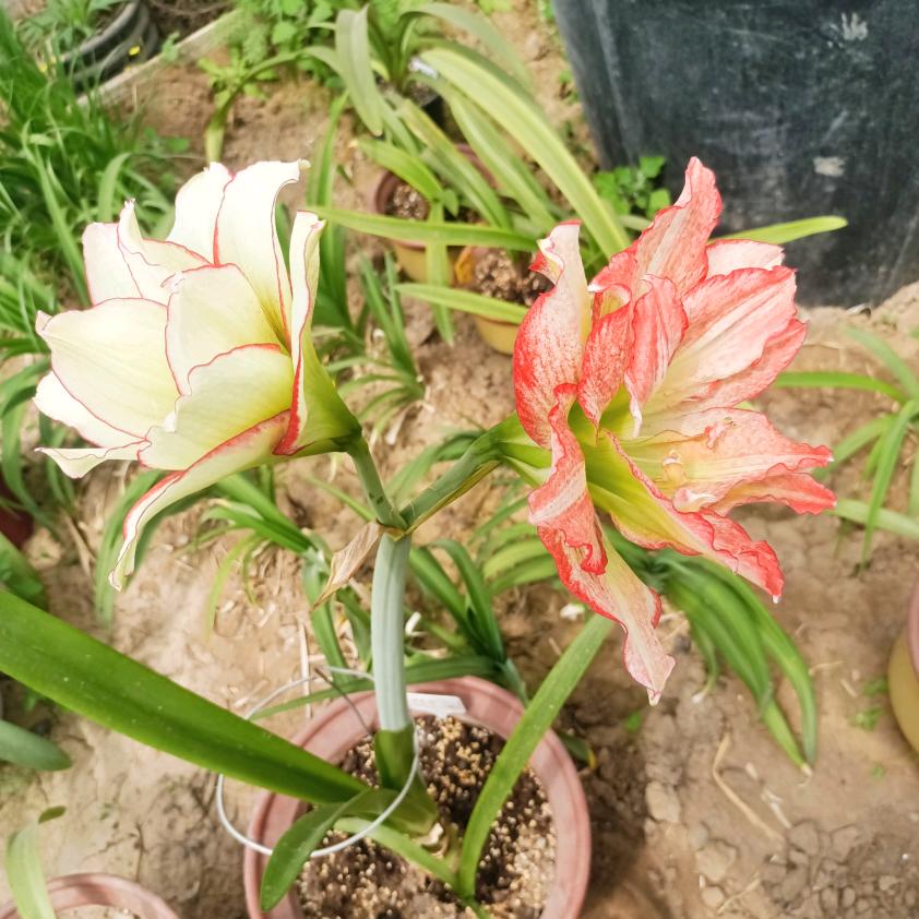 追梦薯我甜注定红