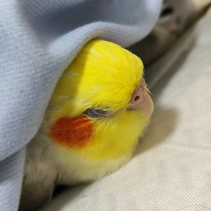 鸟咂