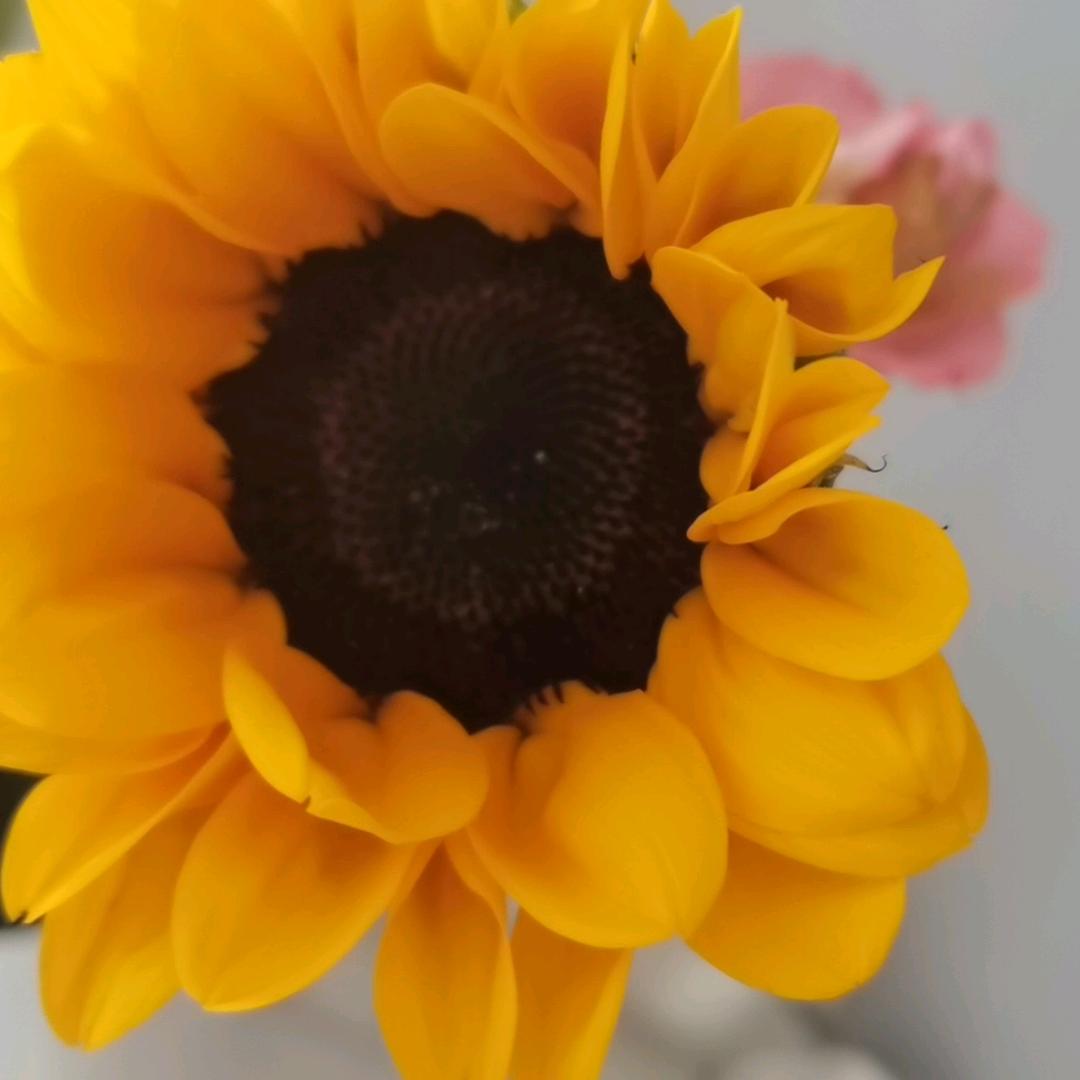 秋草香