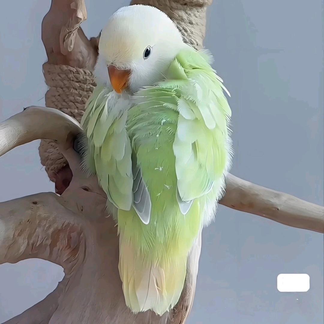 天空之翼