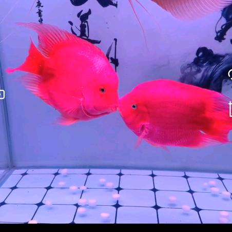 流浪的孩子没人疼245536