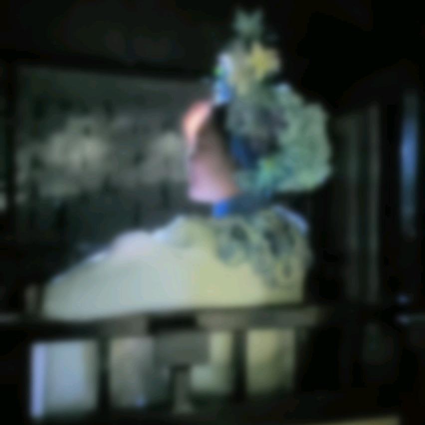 竹鸢