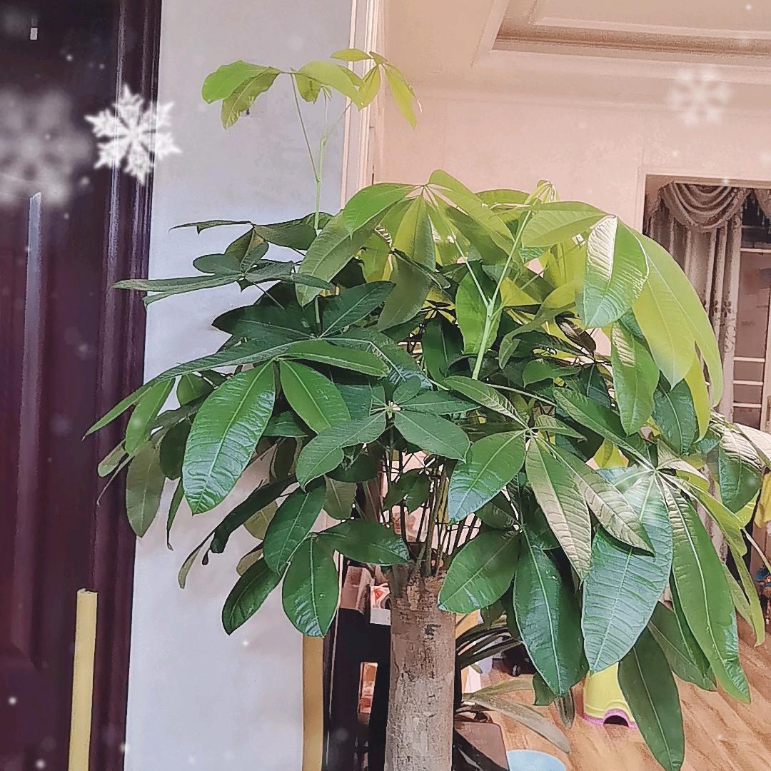 一片秋叶
