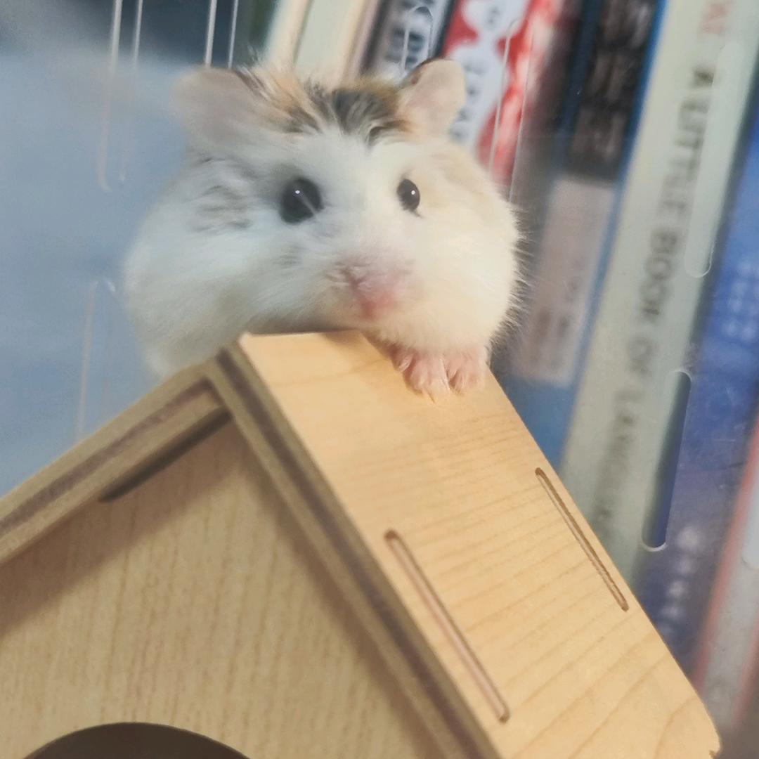 刀刀（因狄离八次）