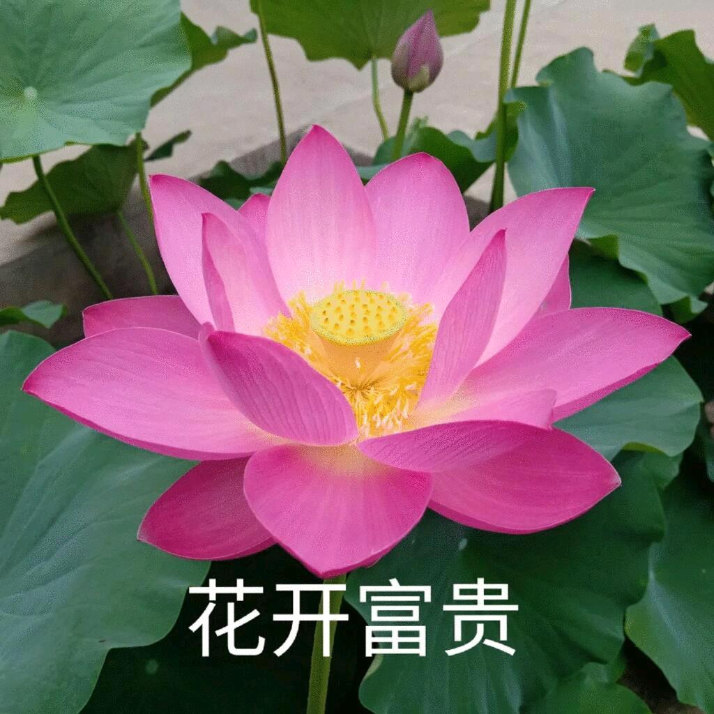 幸福快乐🌹