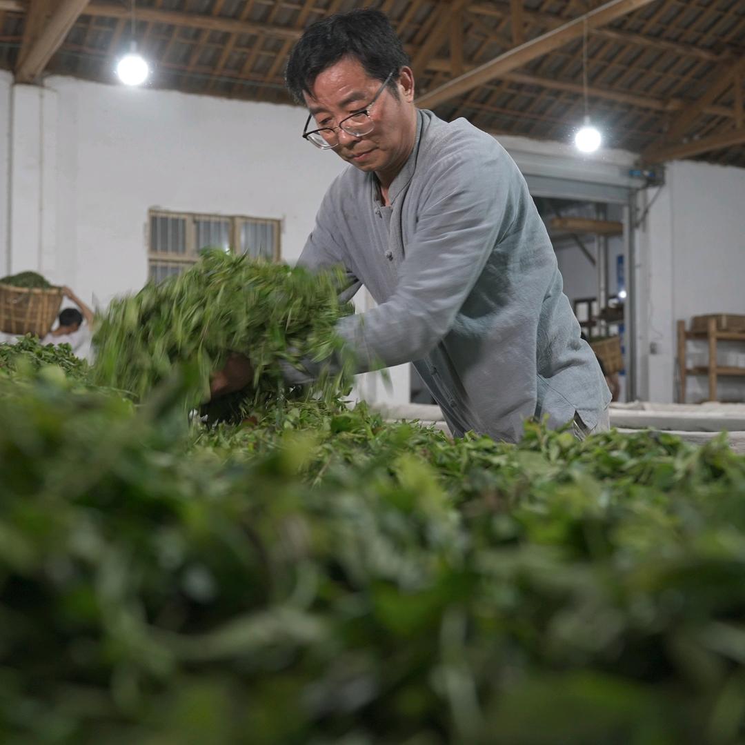 王可科说祁门红茶