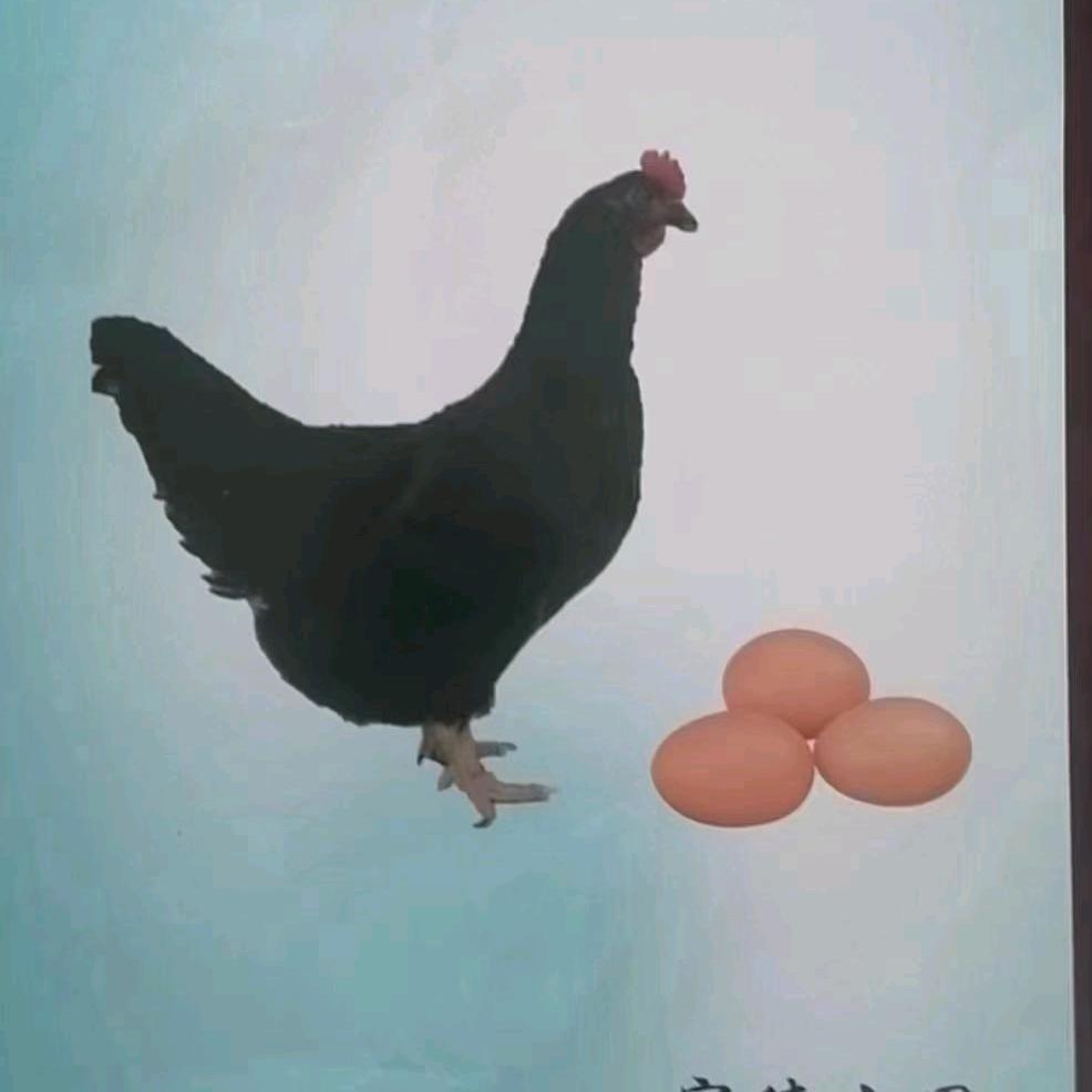 鸡蛋装托机销售鸡苗王大永