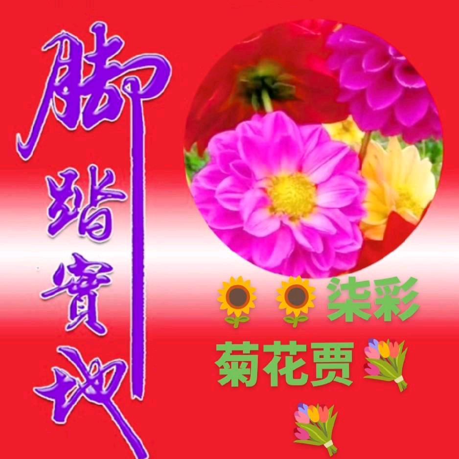 🌻🌻柒彩菊花贾💐💐