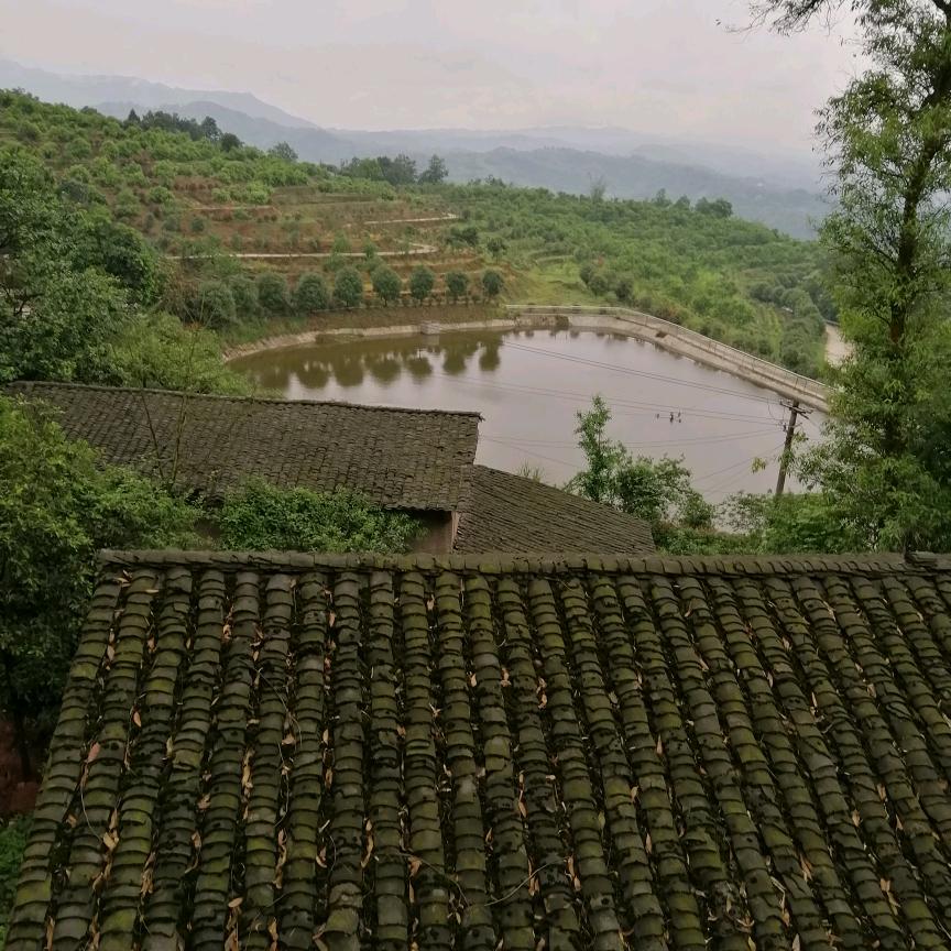 小鹿乱撞